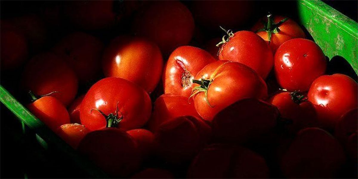 قیمت گوجه فرنگی رنگ باخت