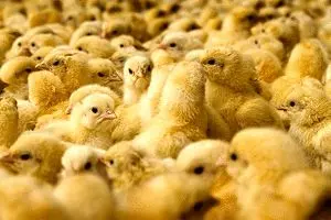 تولید ١.٣ میلیارد قطعه جوجه یک‌روزه در سال گذشته