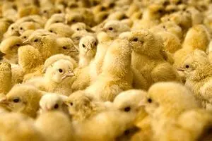 تولید ١.٣ میلیارد قطعه جوجه یک‌روزه در سال گذشته