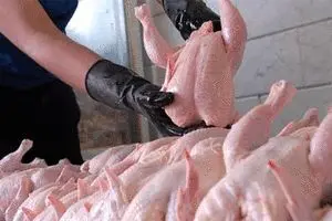 نرخ مرغ به ۲۸ هزار تومان رسید