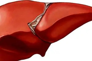 اینفوگرافیک: توصیه‌های مهم برای سلامت کبد در دوران کرونا و دورکاری