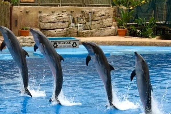پارک دلفین های کیش از جاذبه های کیش