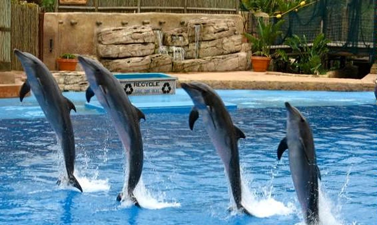 پارک دلفین های کیش از جاذبه های کیش