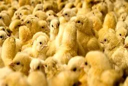 قیمت مرغ تا هفته آینده متعادل می‌شود