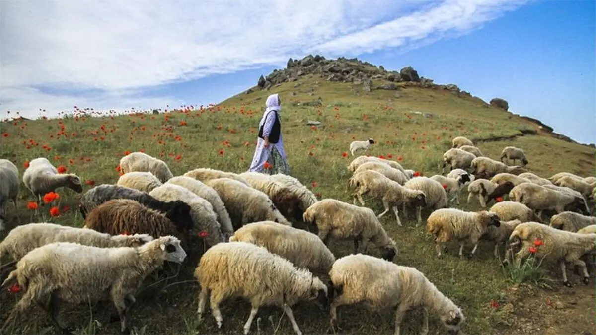 تولید قراردادی، قیمت گوشت را منطقی می‌کند
