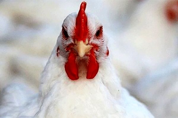 احضار ۲ وزیر به مجلس درباره گرانی مرغ