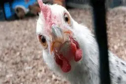 قیمت مرغ حباب دارد