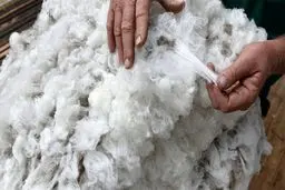 واردات ۷ میلیون دلاری پشم!