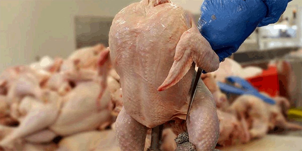 توزیع گسترده مرغ گرم در تهران از امروز