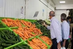 بازار هویج ملتهب شد