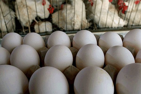 تخم مرغ بالاتر از شانه‌ای ۲۹ هزار تخلف است