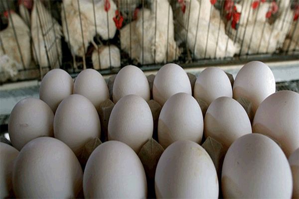 تخم مرغ بالاتر از شانه‌ای ۲۹ هزار تخلف است