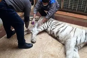 عکس: ببر باغ‌وحش ارم تهران تلف شد