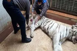 عکس: ببر باغ‌وحش ارم تهران تلف شد