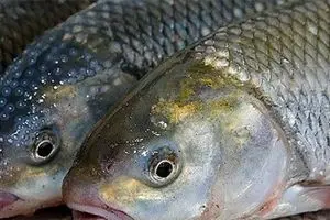 جیب مردم جوابگوی خرید ماهی نیست