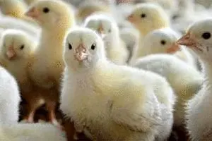 ۱۰ درصد از موسسات جوجه‌کشی غیرفعال هستند