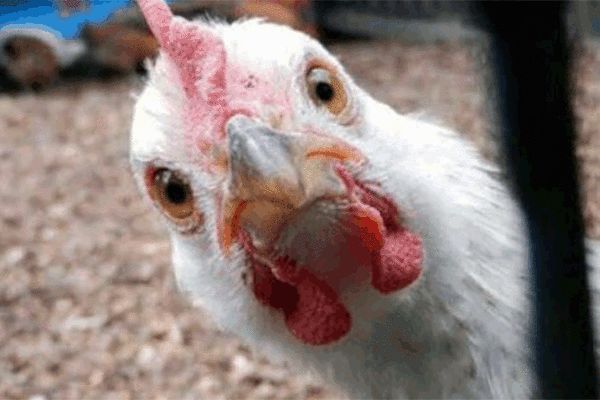 مقصر گرانی مرغ کیست؟