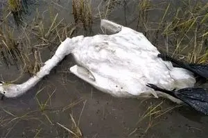 مرگ قوها در فریدونکنار