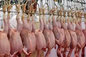 دعوای دولتی‌ها باعث گرانی مرغ شد