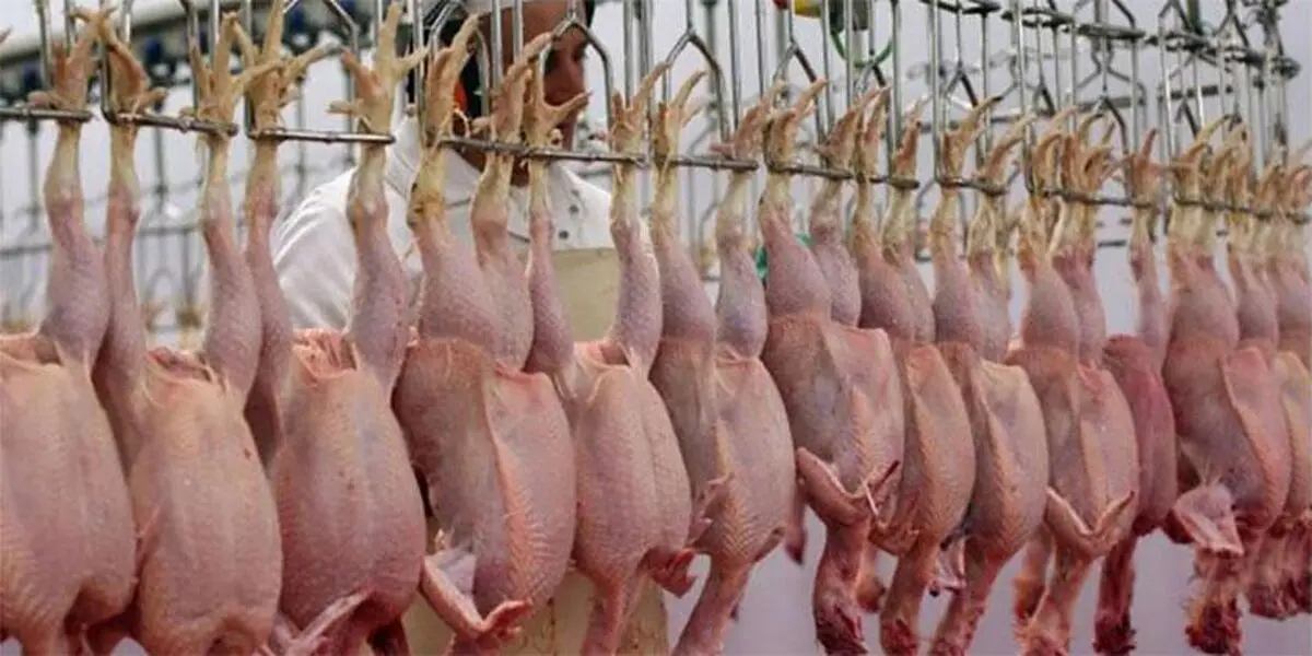 دعوای دولتی‌ها باعث گرانی مرغ شد