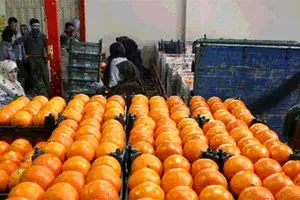 قیمت خرید پرتقال شب عید اعلام شد