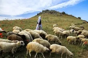 صادرات دام تا پایان سال ممنوع است