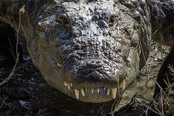 جزییاتی از مشاهده تمساح در دریاچه چیتگر