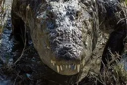 جزییاتی از مشاهده تمساح در دریاچه چیتگر