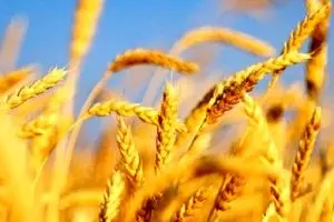 ۱۴ هزار میلیارد تومان ارز ۴۲۰۰ برای واردات گندم