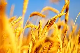 ۱۴ هزار میلیارد تومان ارز ۴۲۰۰ برای واردات گندم