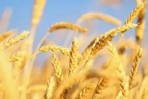 ۱۴ هزار میلیارد تومان ارز ۴۲۰۰ برای واردات گندم