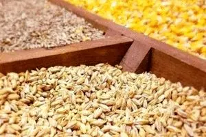 ۱۰۰ درصد نیاز نهاد‌ه‌های دامی کشور تأمین شد