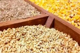 ۱۰۰ درصد نیاز نهاد‌ه‌های دامی کشور تأمین شد