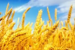 نرخ خرید تضمینی گندم ۴۸۰۰ تومان می‌شود