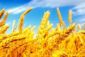 نرخ خرید تضمینی گندم ۴۸۰۰ تومان می‌شود