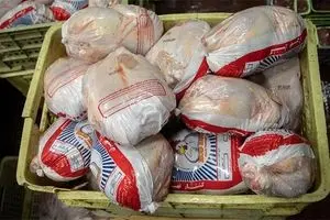 مرغ آرام گرفت