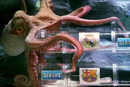 پیش‌بینی عجیب ایکر هشت‌پا: رئال مادرید فینالیست لیگ قهرمانان می‌شود