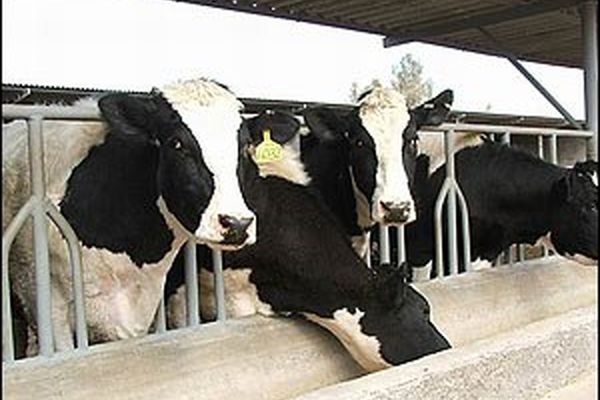  اختصاص ۵۰۰ میلیارد ریال برای جبران خسارات خشکسالی در بخش دام و طیور
