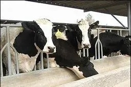  اختصاص ۵۰۰ میلیارد ریال برای جبران خسارات خشکسالی در بخش دام و طیور