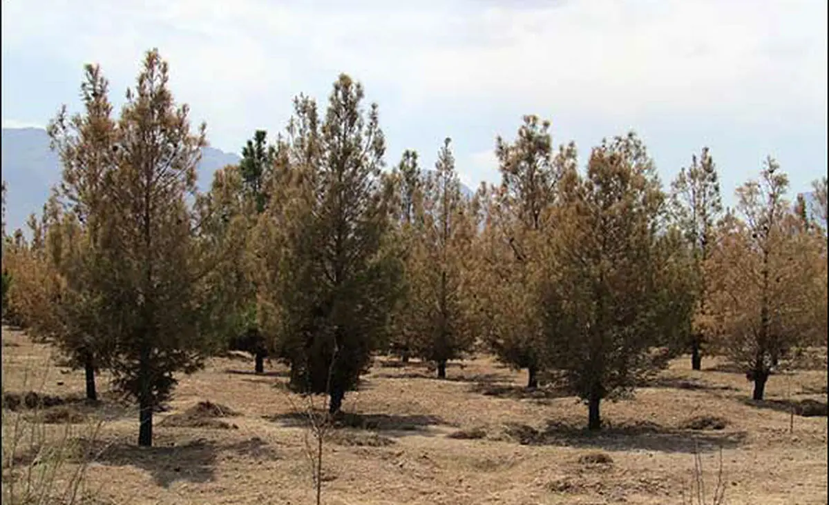 اخبار آرشیوی