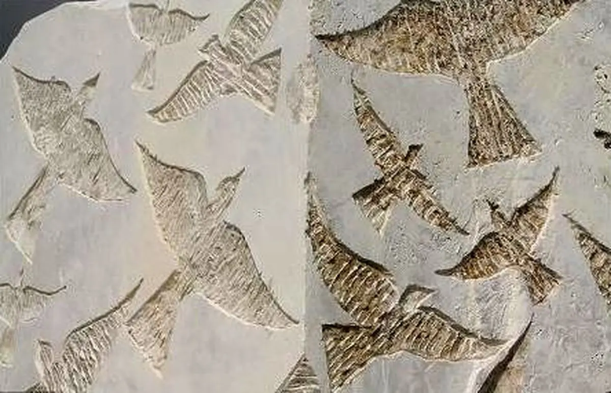 اخبار آرشیوی