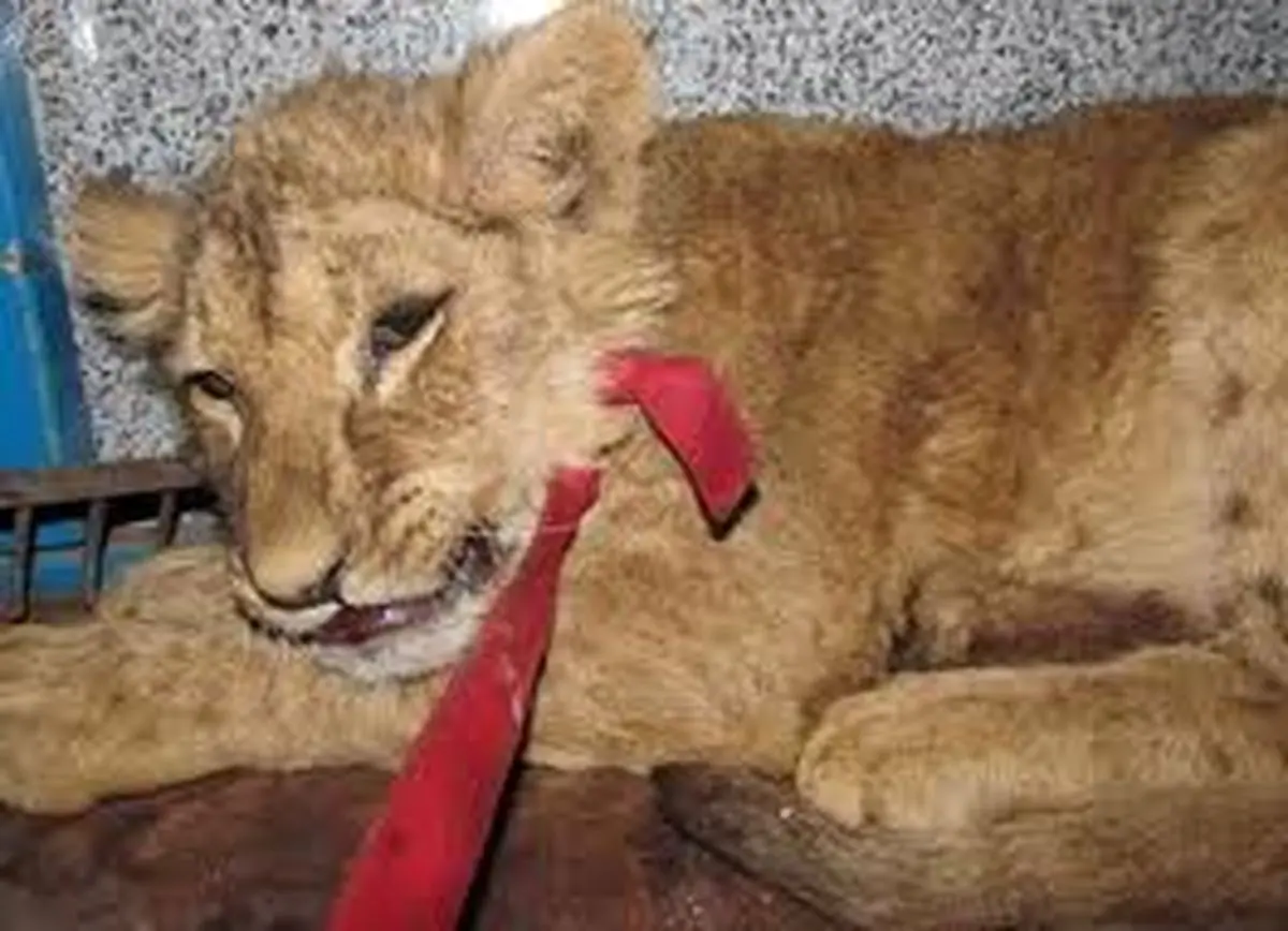 اخبار آرشیوی