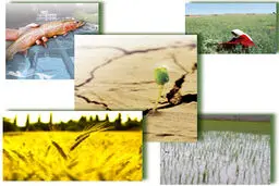 اشتغال‌زایی برای یک میلیون نفر در حوزه کشاورزی