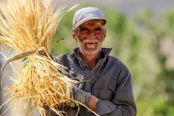 قیمت خرید تضمینی گندم افزایش می یابد؟