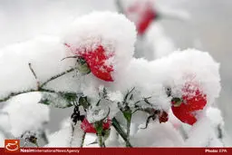  چهره برفی مناطق مختلف جهان