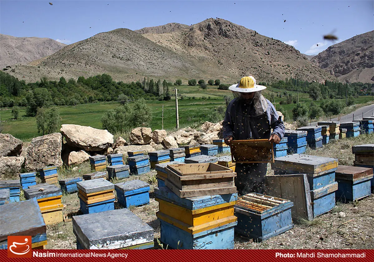 اخبار آرشیوی