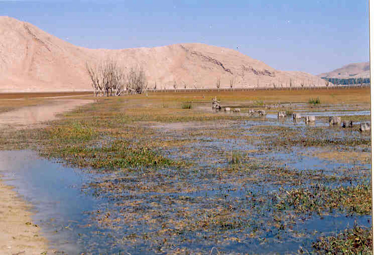 اخبار آرشیوی