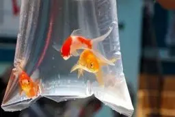  ماهی‌ قرمز ناقل کرونا است؟ 