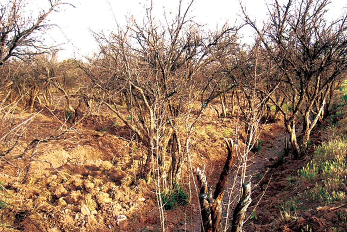 اخبار آرشیوی