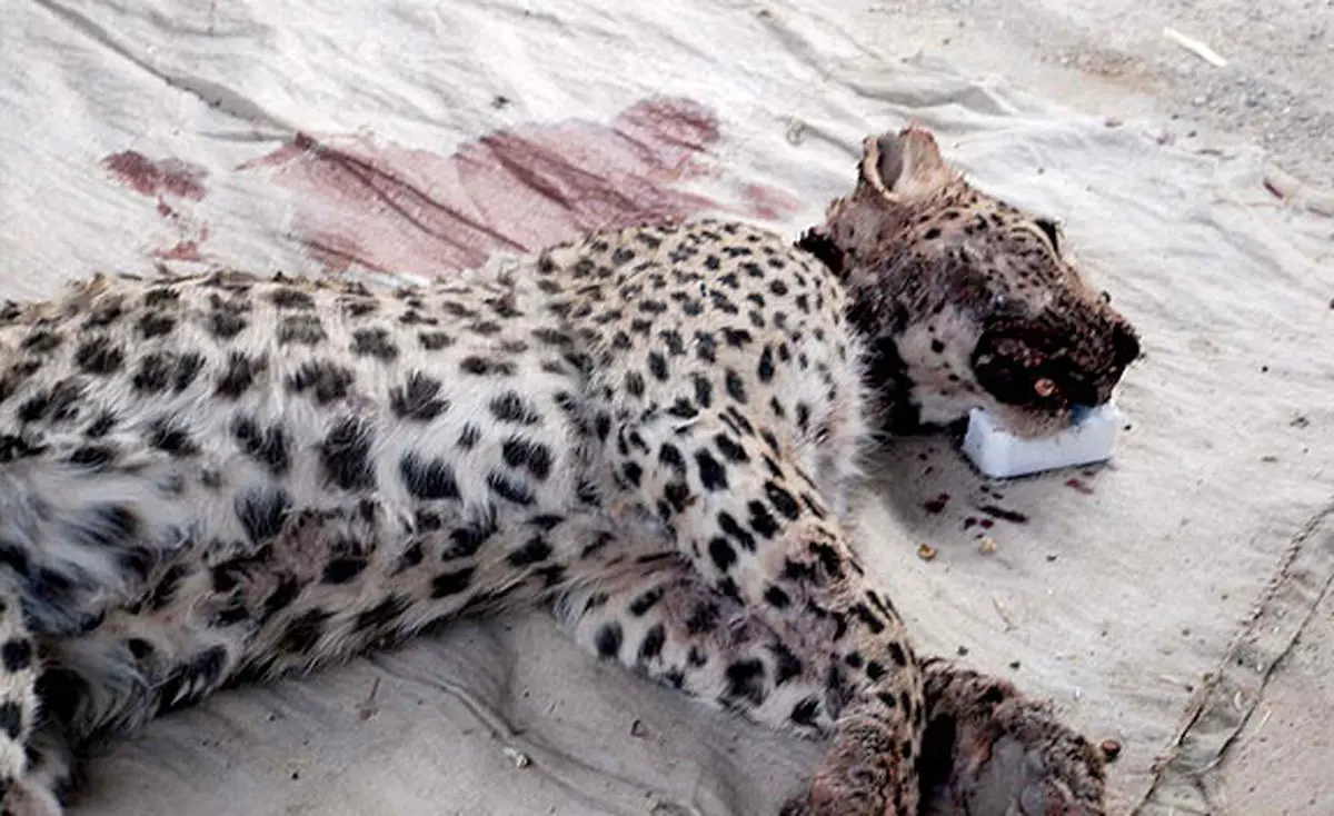 اخبار آرشیوی